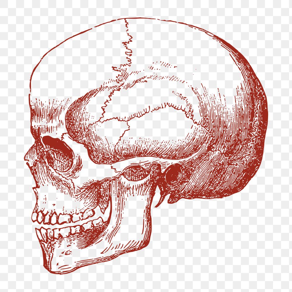 Human skull png sticker, medical illustration, transparent background