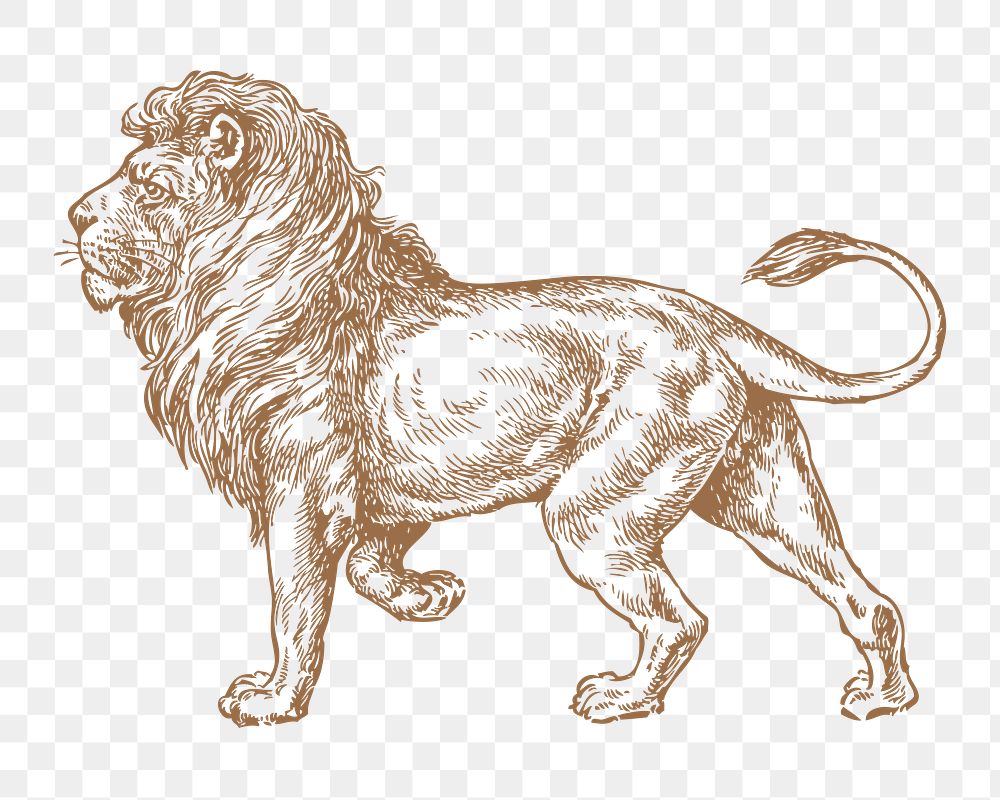 Lion png sticker, animal illustration, transparent background