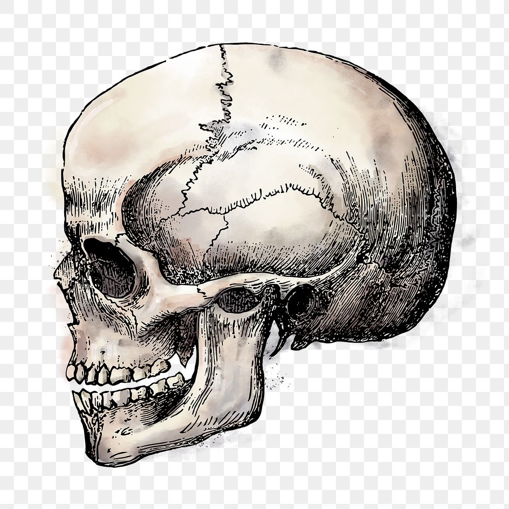 Human skull png sticker, Halloween watercolor illustration, transparent background