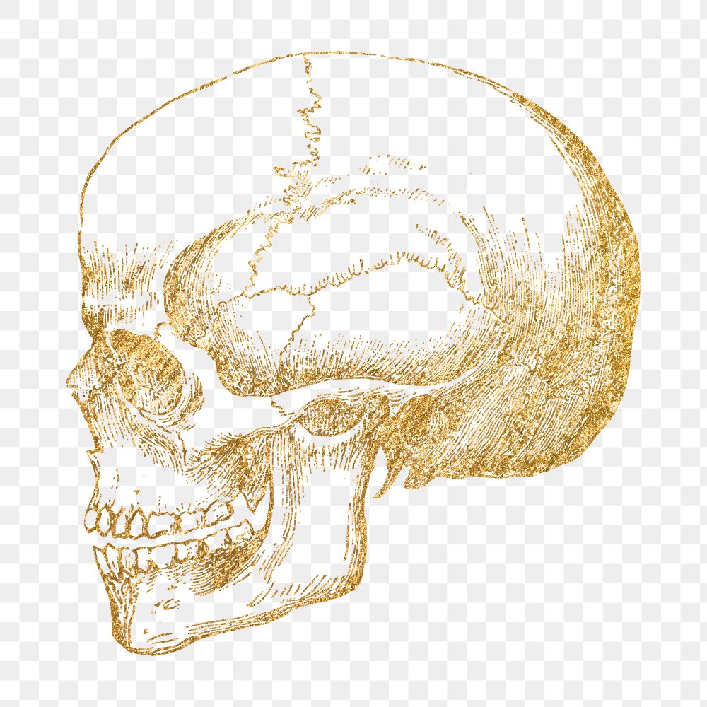 Gold skull png sticker, goth aesthetic illustration, transparent background