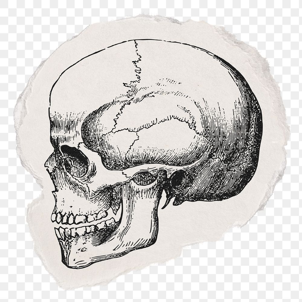 Human skull png sticker, ripped paper, medical illustration, transparent background