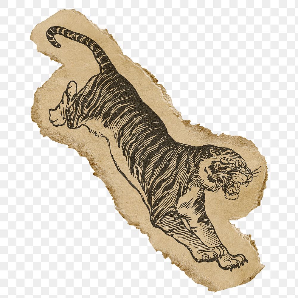 Jumping tiger png sticker, ripped paper, animal illustration, transparent background