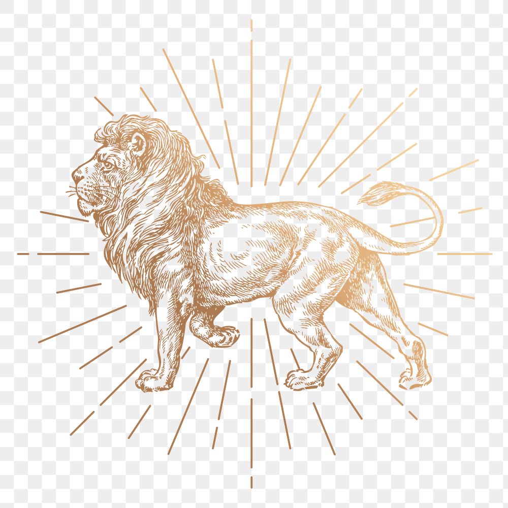 Lion png sticker, vintage animal, gold illustration, transparent background