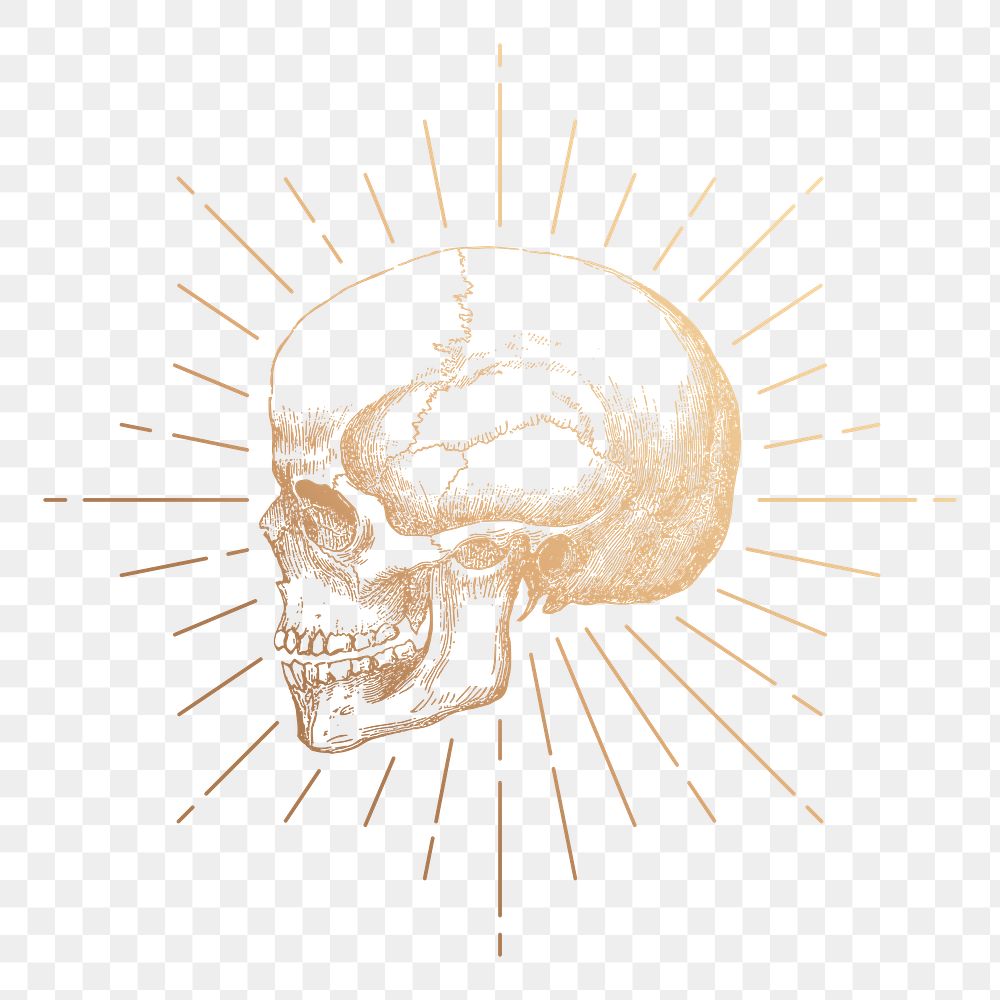 Human skull png sticker, aesthetic gold illustration, transparent background