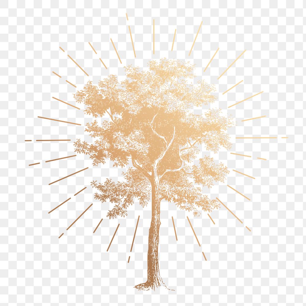 Tree png sticker, vintage botanical gold illustration, transparent background