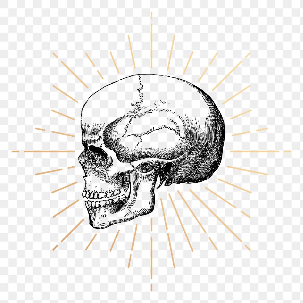 Human skull png sticker, vintage goth illustration, transparent background