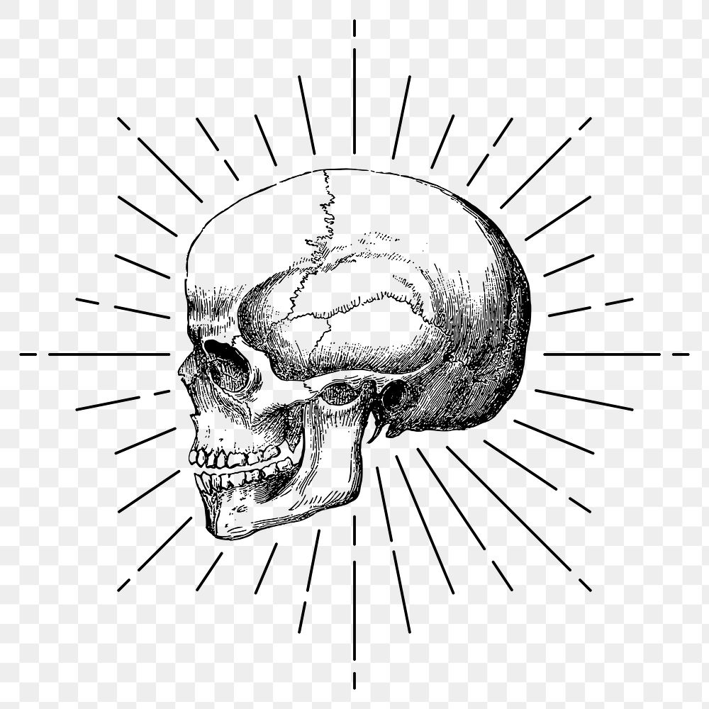 Human skull png sticker, vintage goth illustration, transparent background