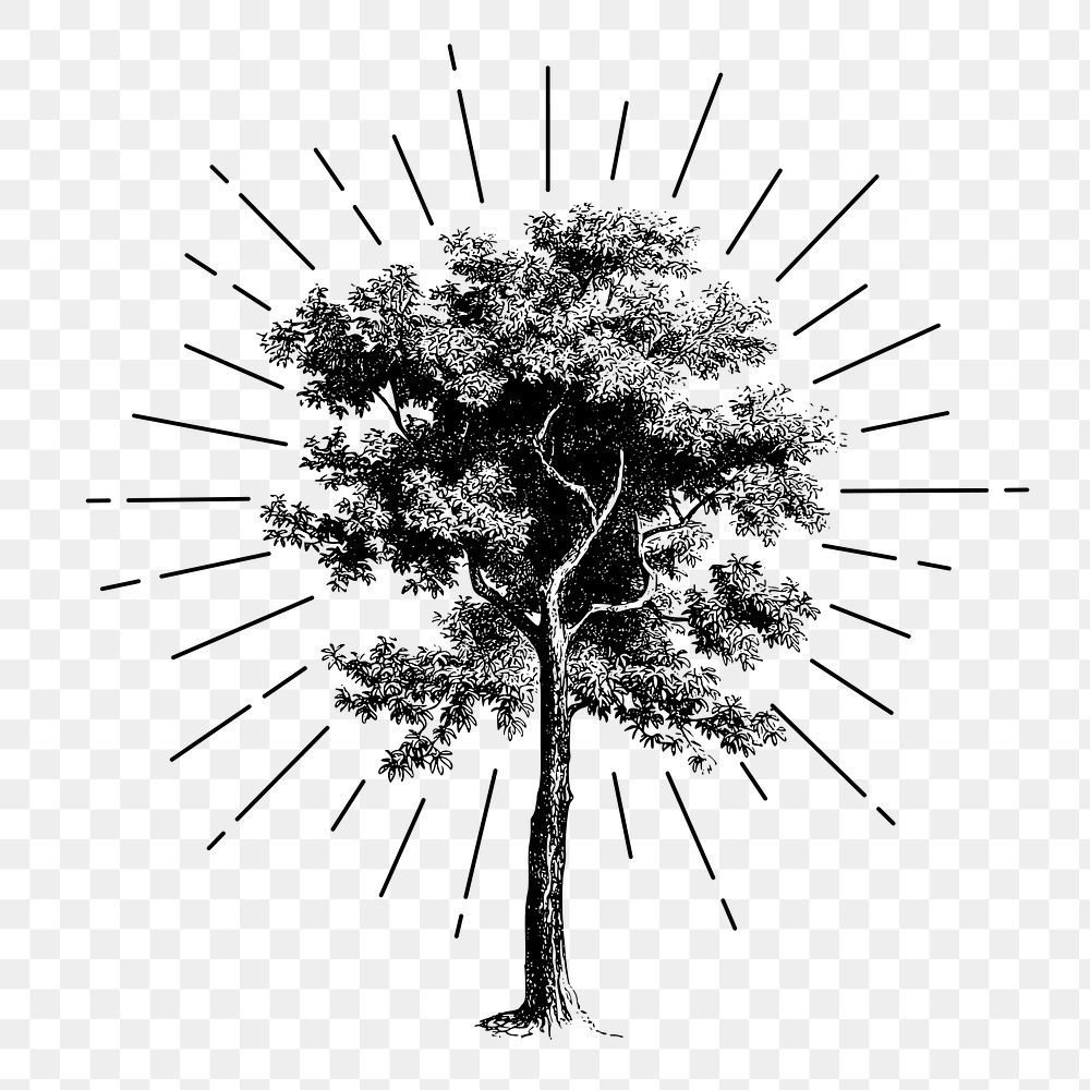 Tree png sticker, vintage botanical illustration, transparent background