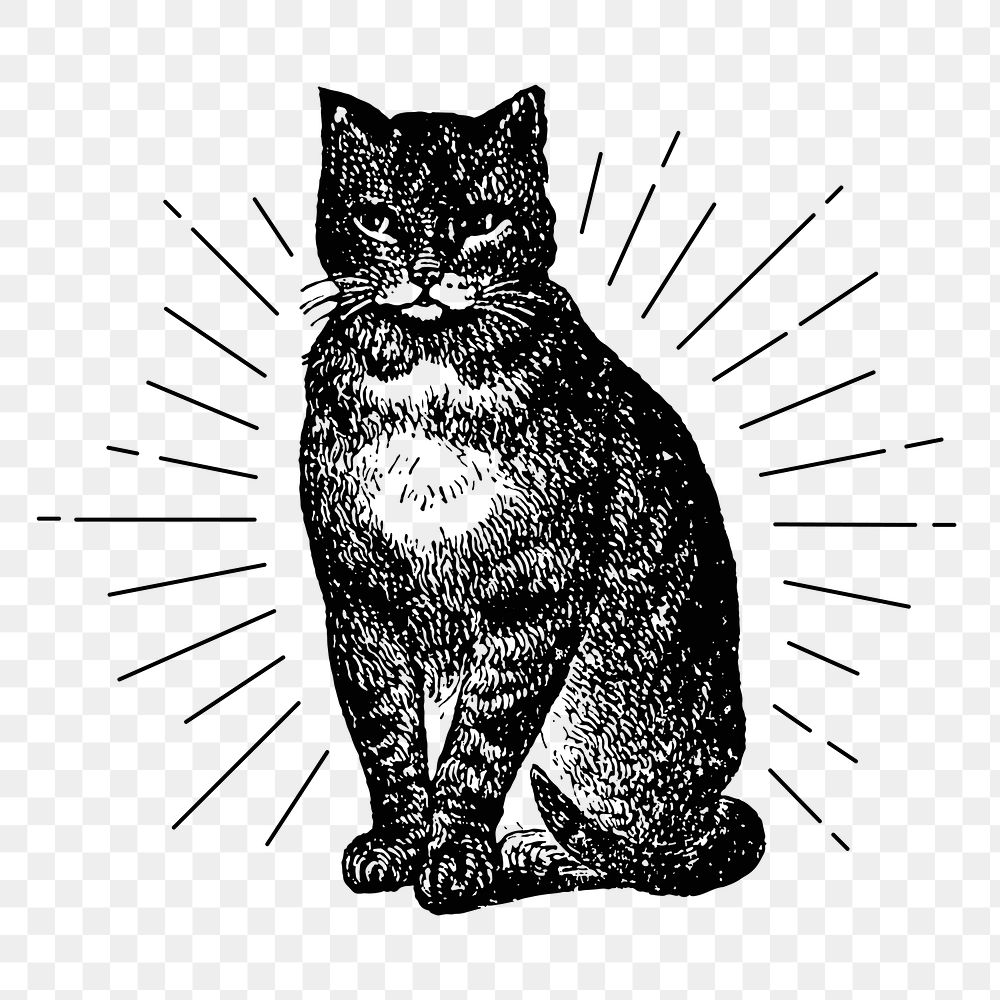 Cat png sticker, vintage animal illustration, transparent background