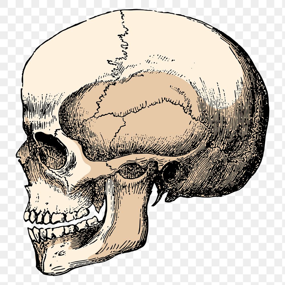 Human skull png sticker, vintage medical illustration, transparent background