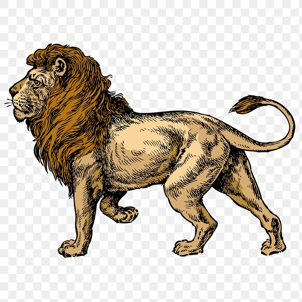 Lion png sticker, vintage animal illustration, transparent background