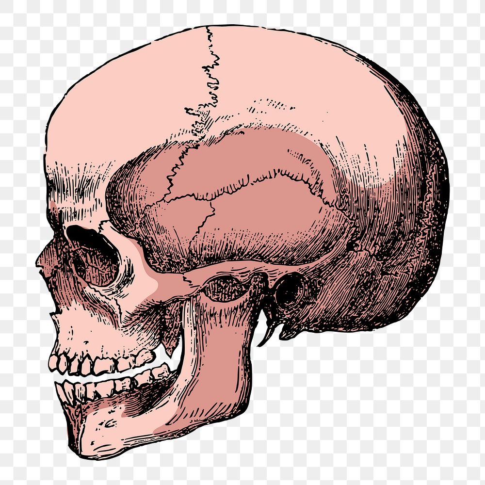 Human skull png sticker, medical aesthetic, vintage illustration, transparent background