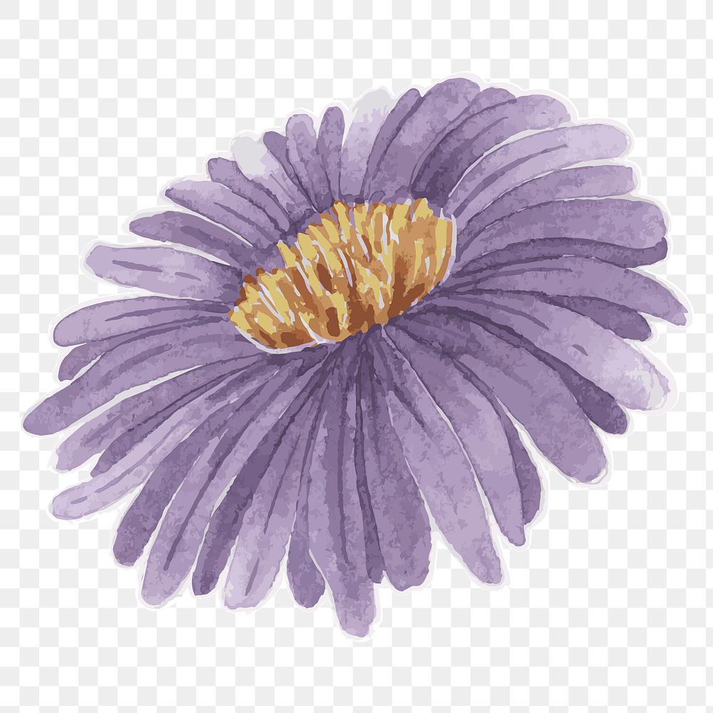 Purple aster flower transparent png watercolor sticker