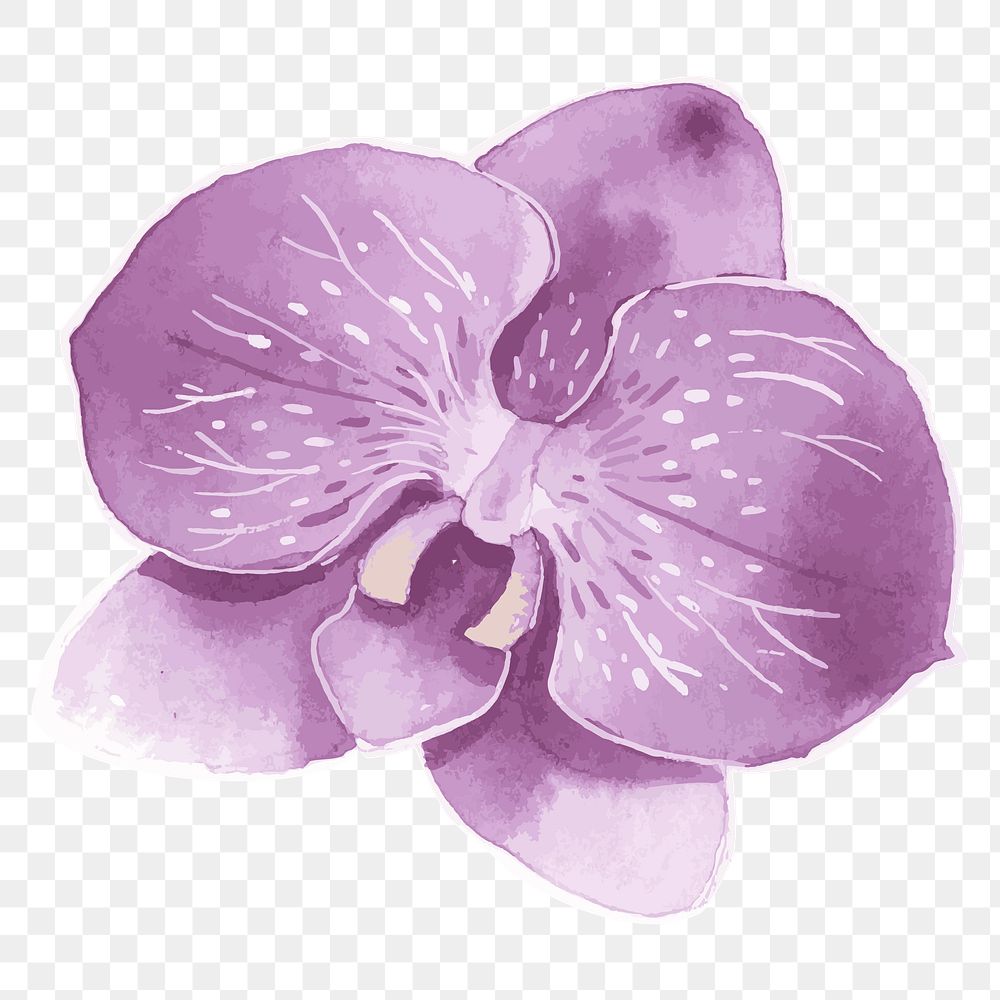 Purple orchid flower transparent png watercolor sticker