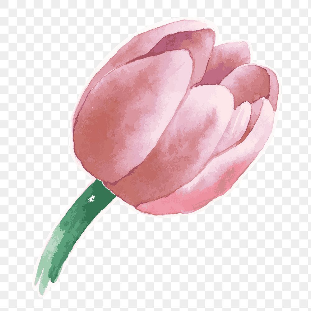 Pink tulip flower transparent sticker png watercolor