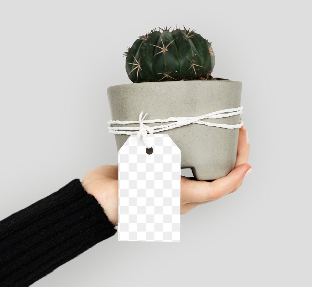 Hand holding a cactus transparent png