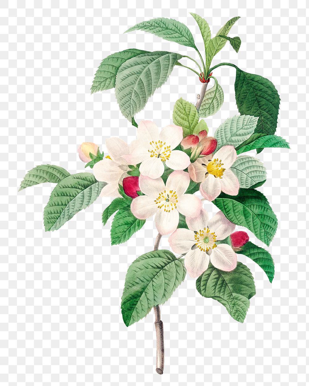 Crab apple flower png botanical illustration, remixed from artworks by Pierre-Joseph Redout&eacute;