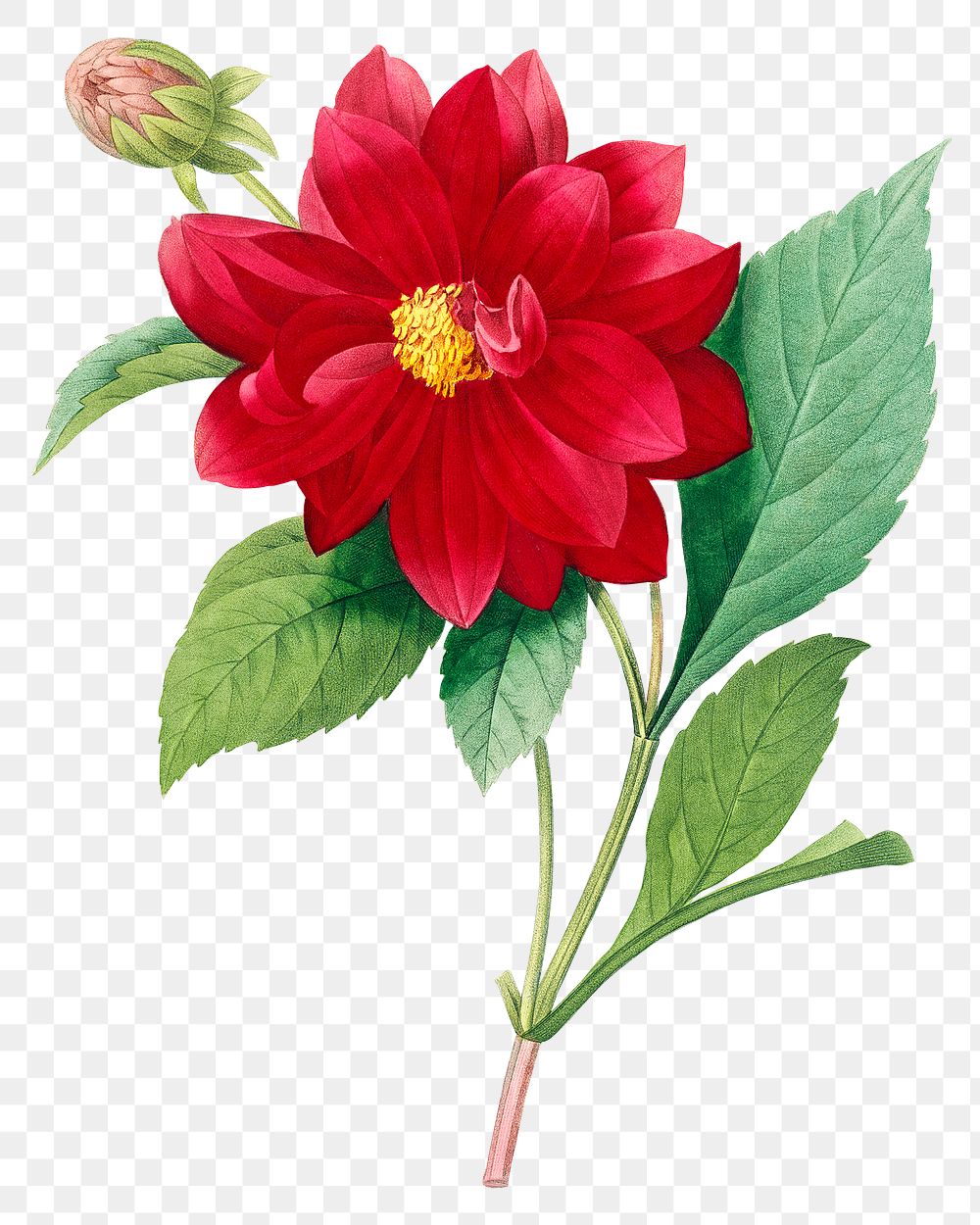 Dahlia double flower png botanical illustration, remixed from artworks by Pierre-Joseph Redout&eacute;