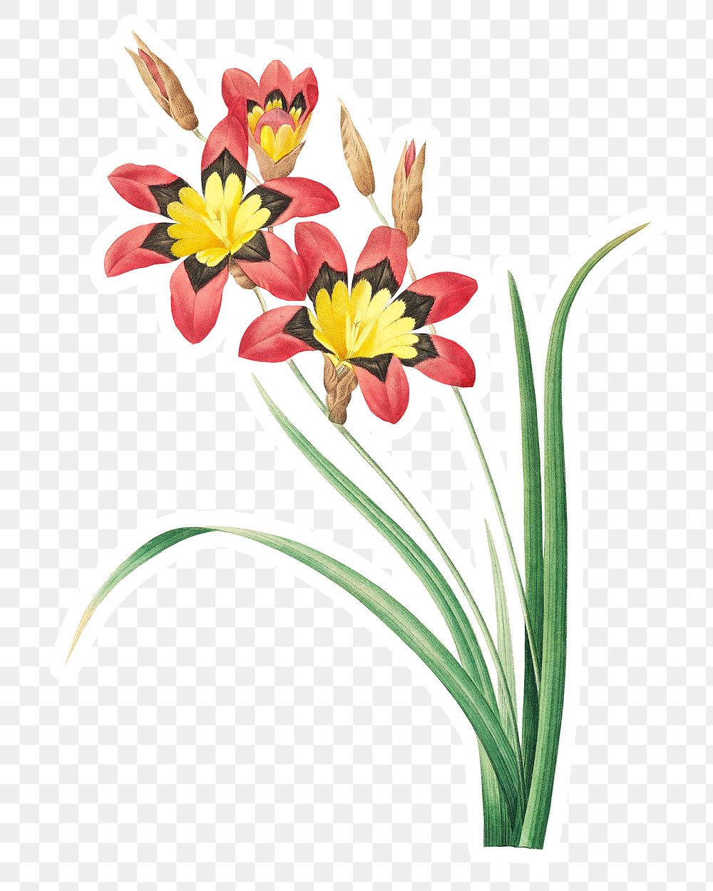 Harlequin flower sticker overlay design element  