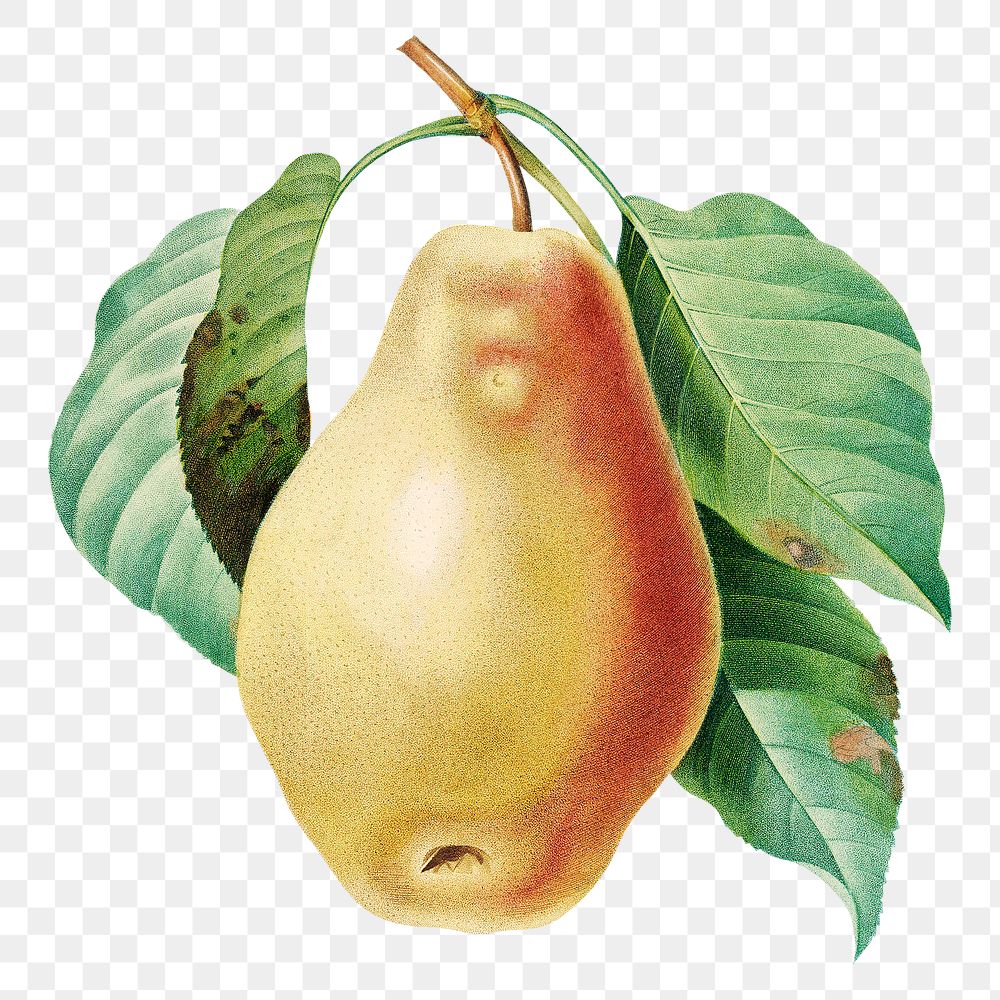 Pear fruit on a branch png botanical illustration, remixed from artworks by Pierre-Joseph Redout&eacute;