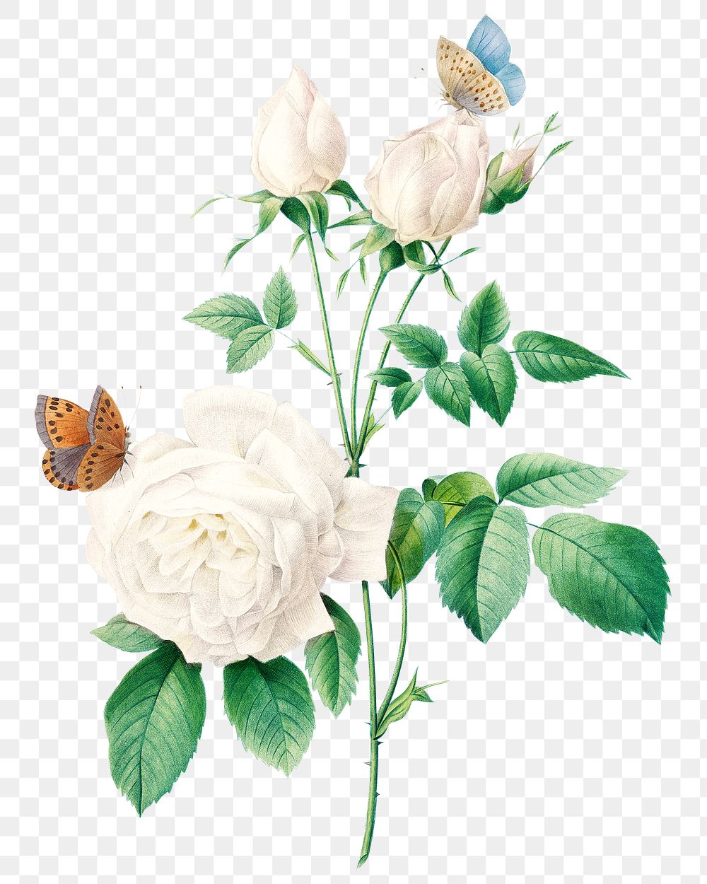 White rose flower png botanical illustration, remixed from artworks by Pierre-Joseph Redout&eacute;