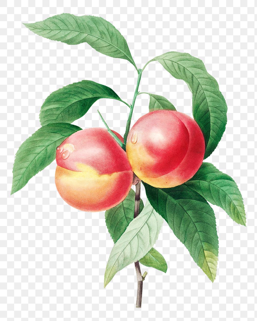 Peaches on a branch png botanical illustration, remixed from artworks by Pierre-Joseph Redout&eacute;