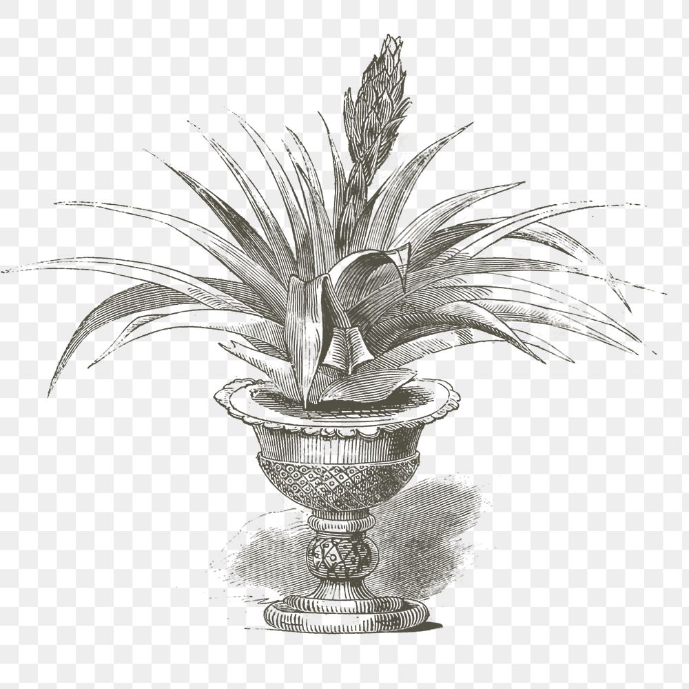 Png hand drawn aloe in a pot illustration