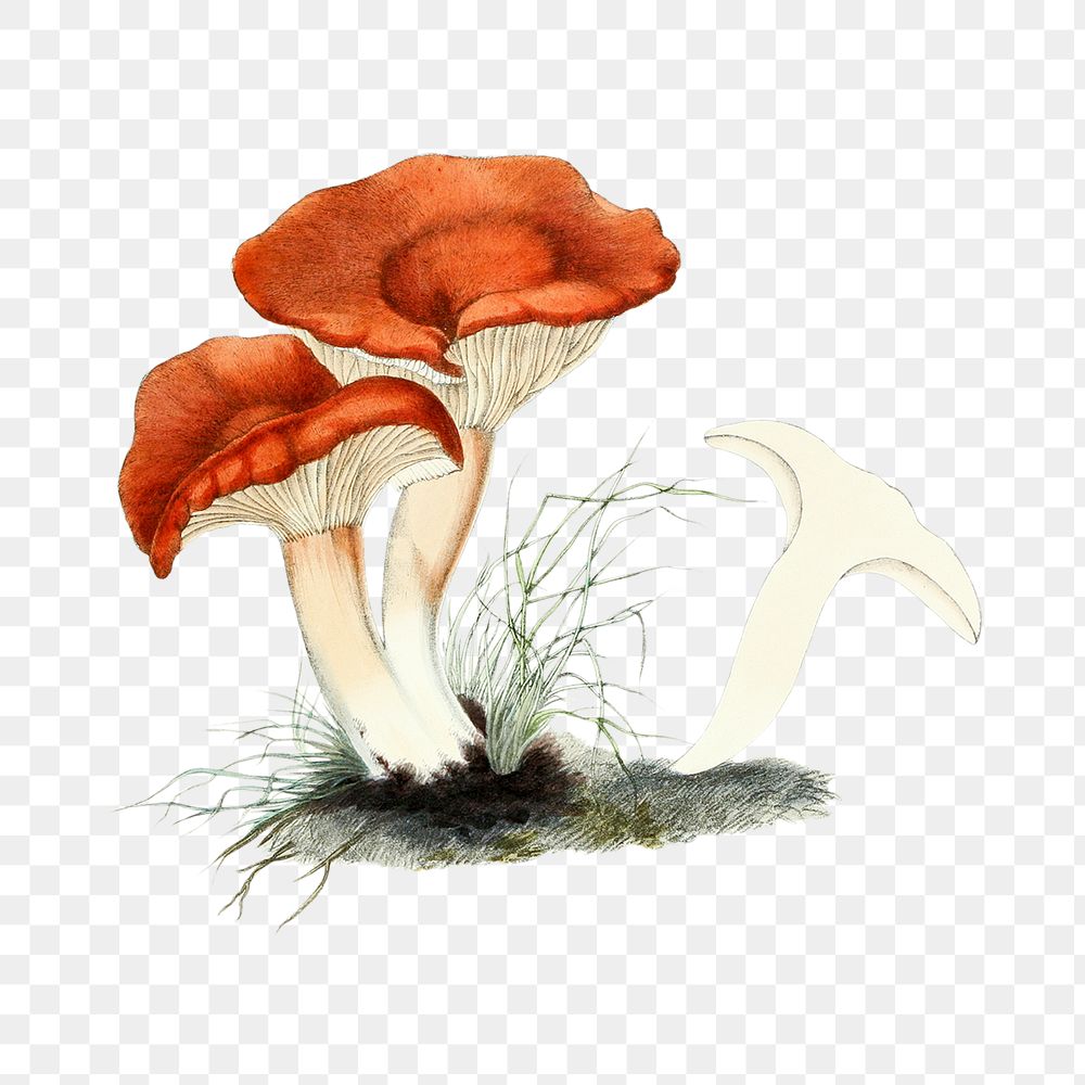 Vintage png rufous milkcap mushroom illustration