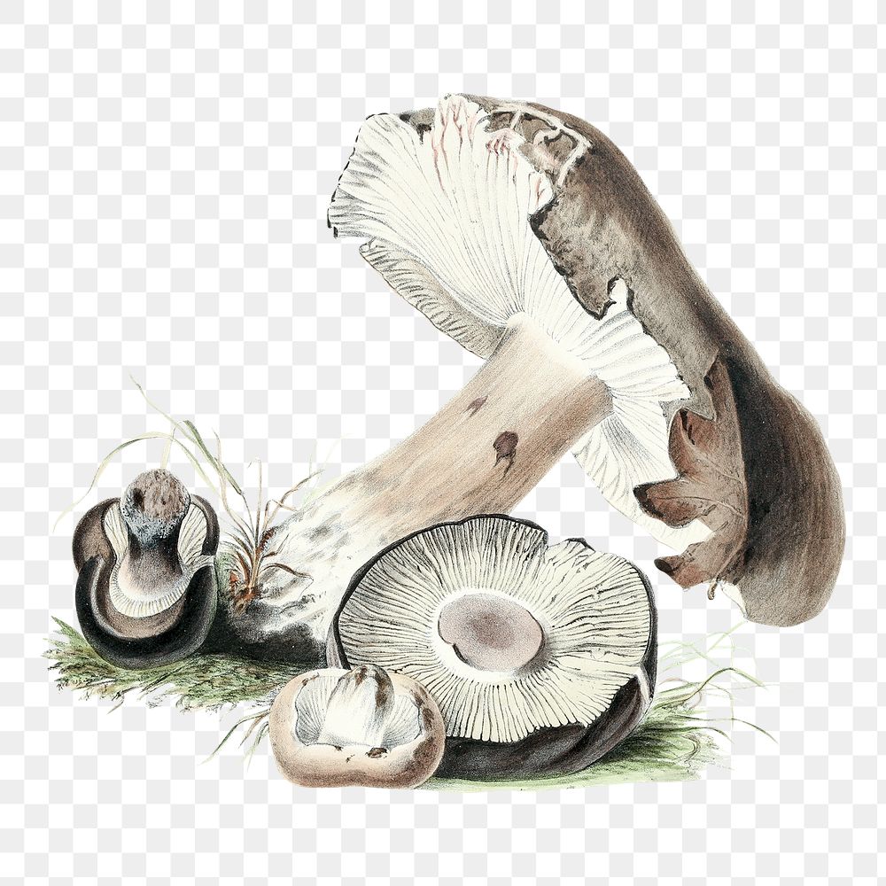 Vintage png agaricus augustus mushroom illustration