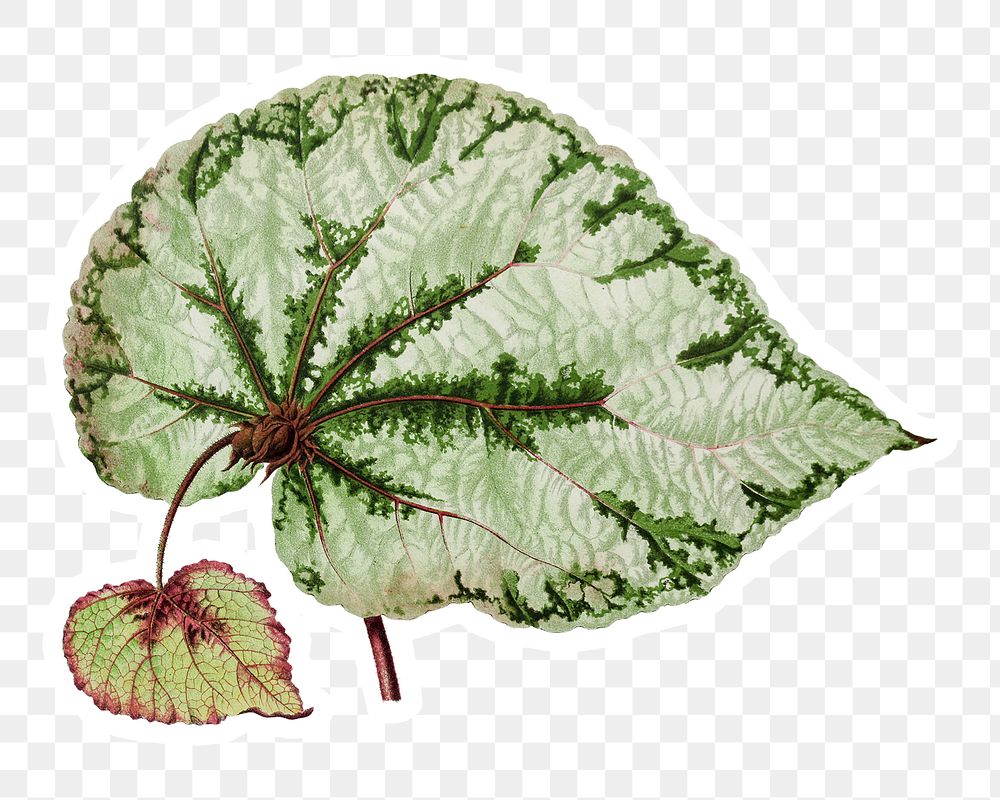 Hand drawn begonia leaf sticker with a white border design element
