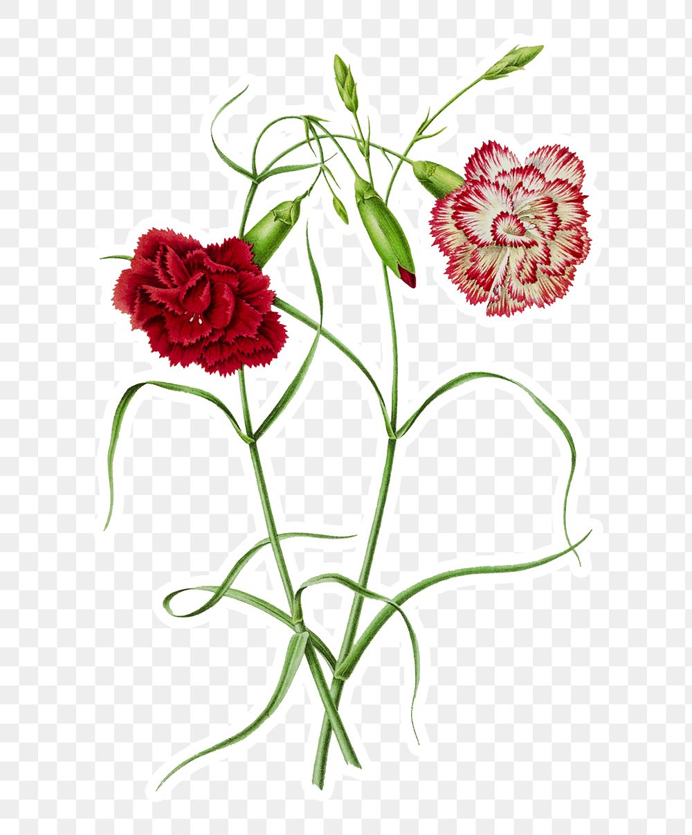 Vintage red carnation flower sticker with a white border design element