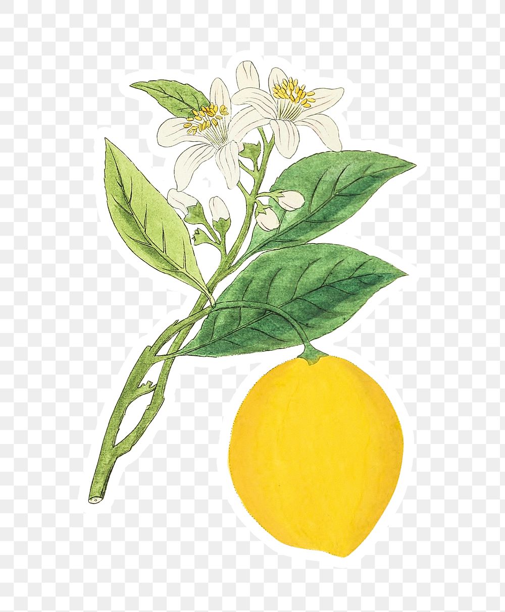 Vintage lemon on a branch sticker with a white border design element