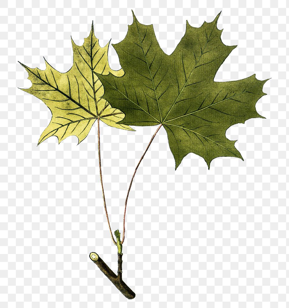 Vintage png Norway maple leaves illustration
