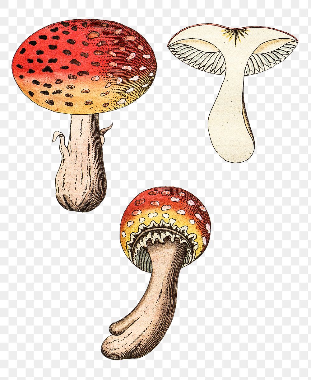Vintage png fly agaric mushroom illustration