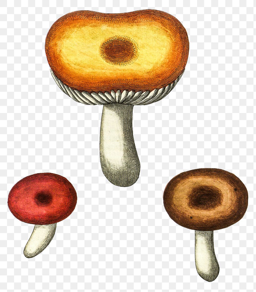Png hand drawn agaricus infeger mushroom illustration