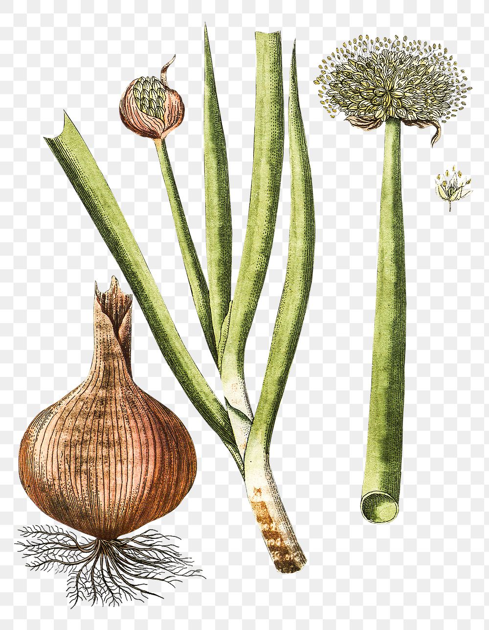 Png hand drawn Welsh onion illustration