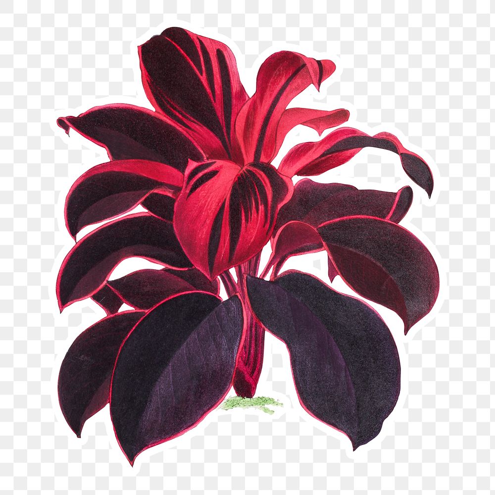 Hand drawn Hawaiian Ti plant sticker with a white border design element