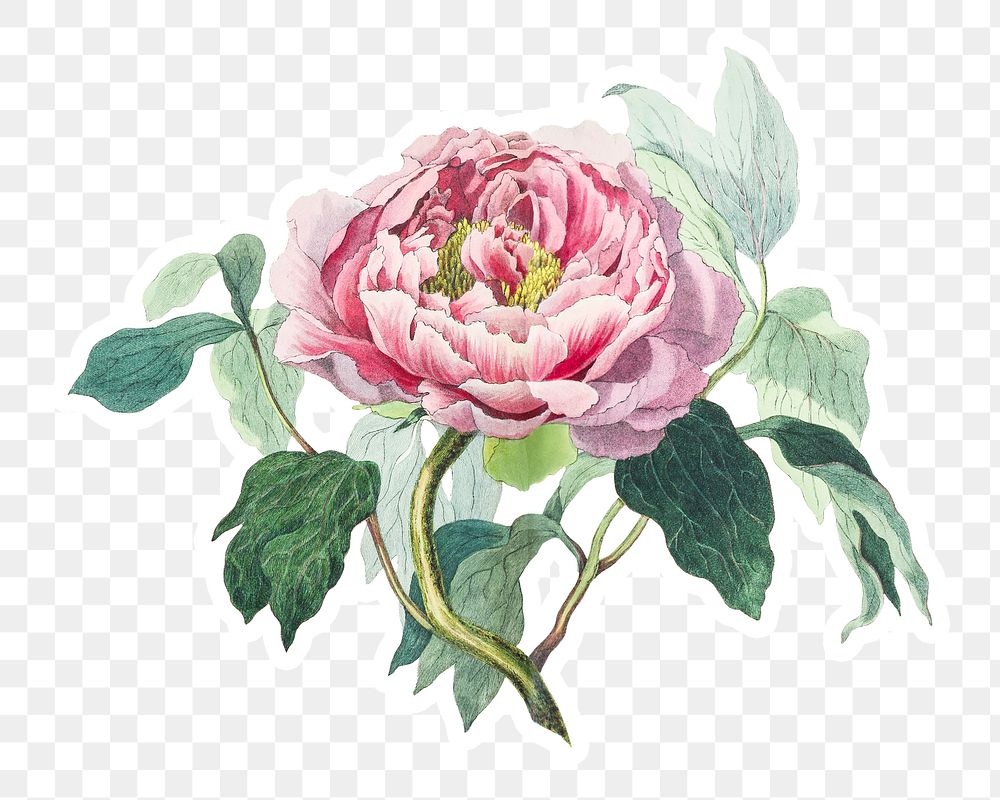 Vintage pink cabbage rose sticker with a white border design element