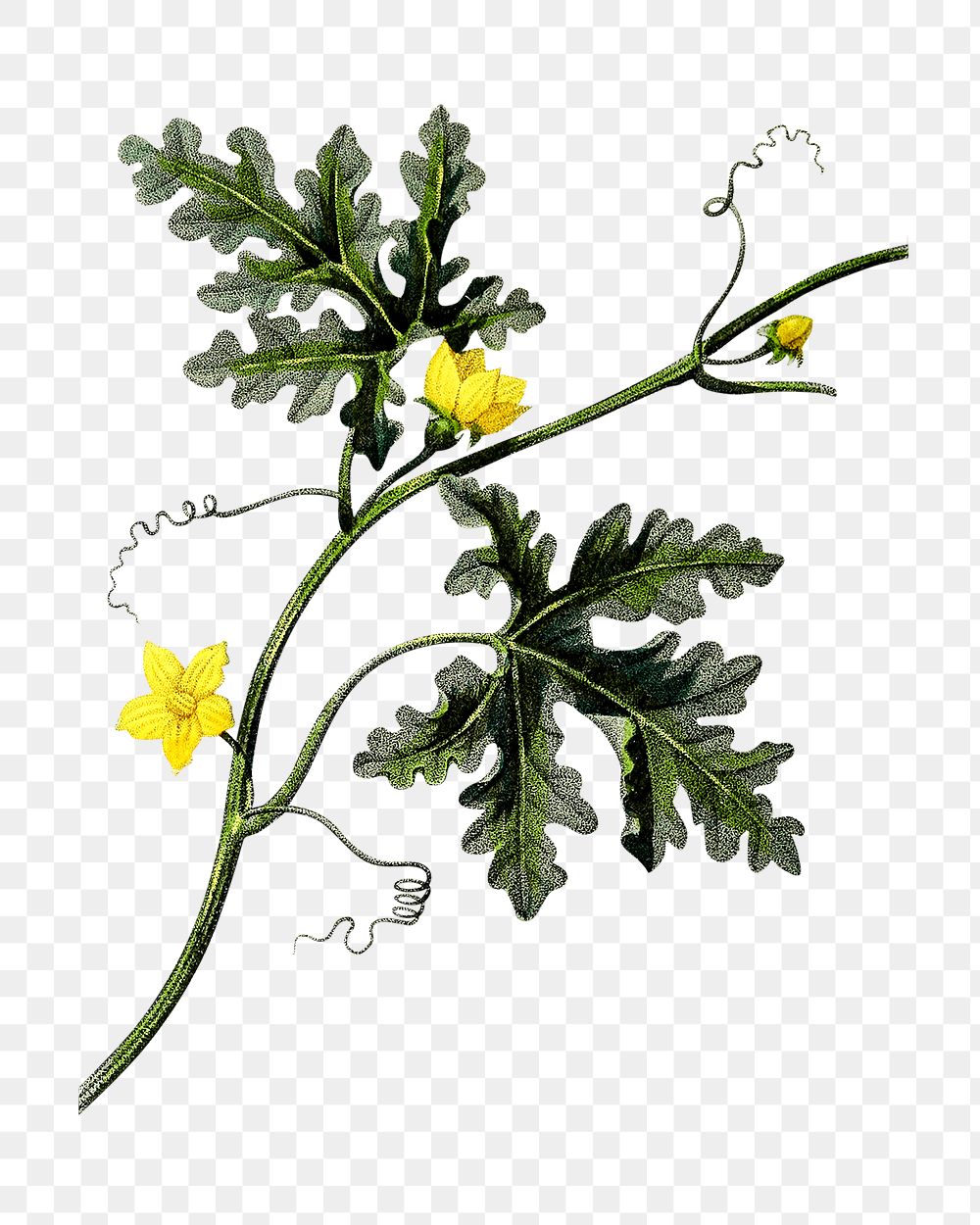 Png hand drawn melon branch with yellow flowers