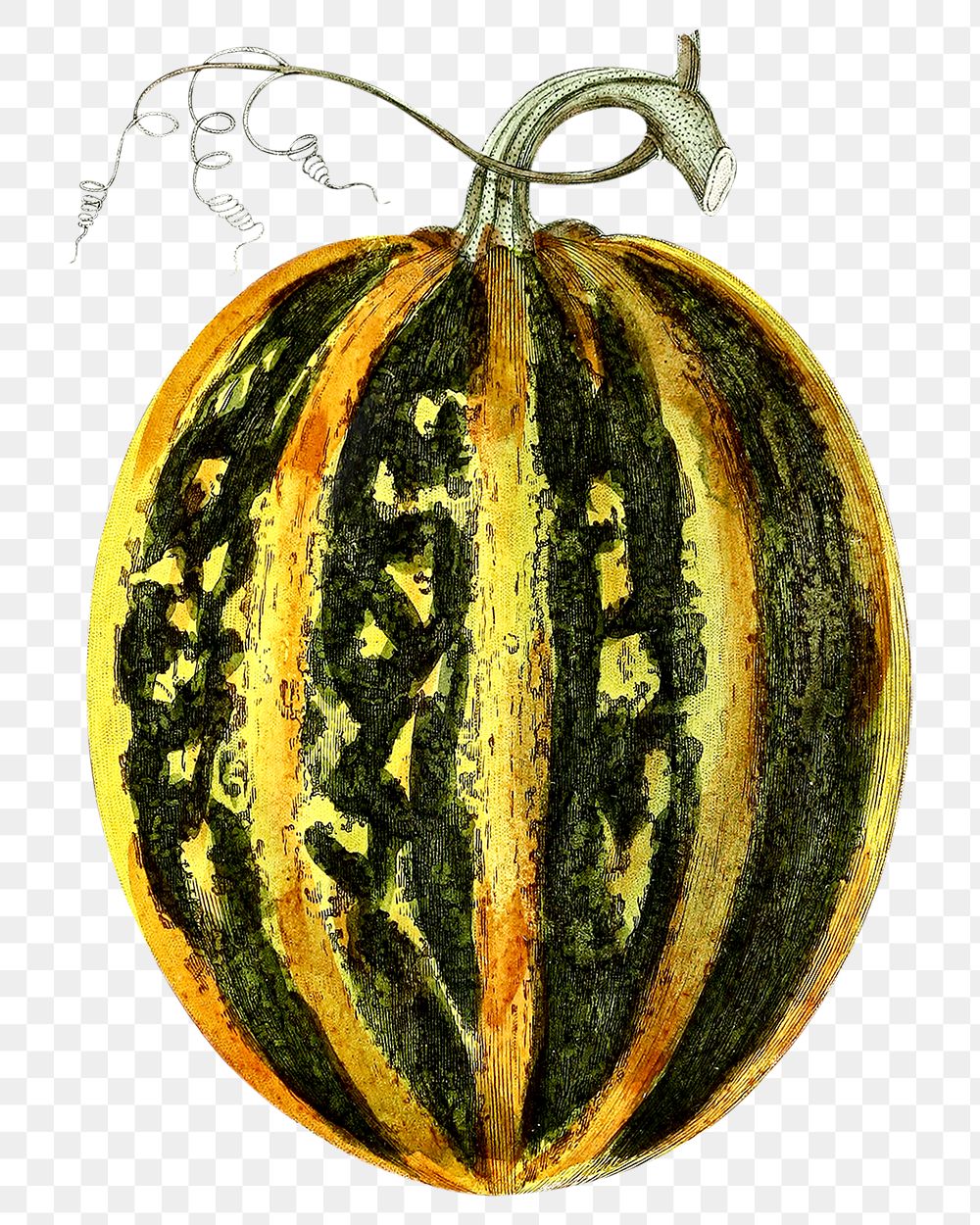 Png hand drawn pumpkin clipart illustration