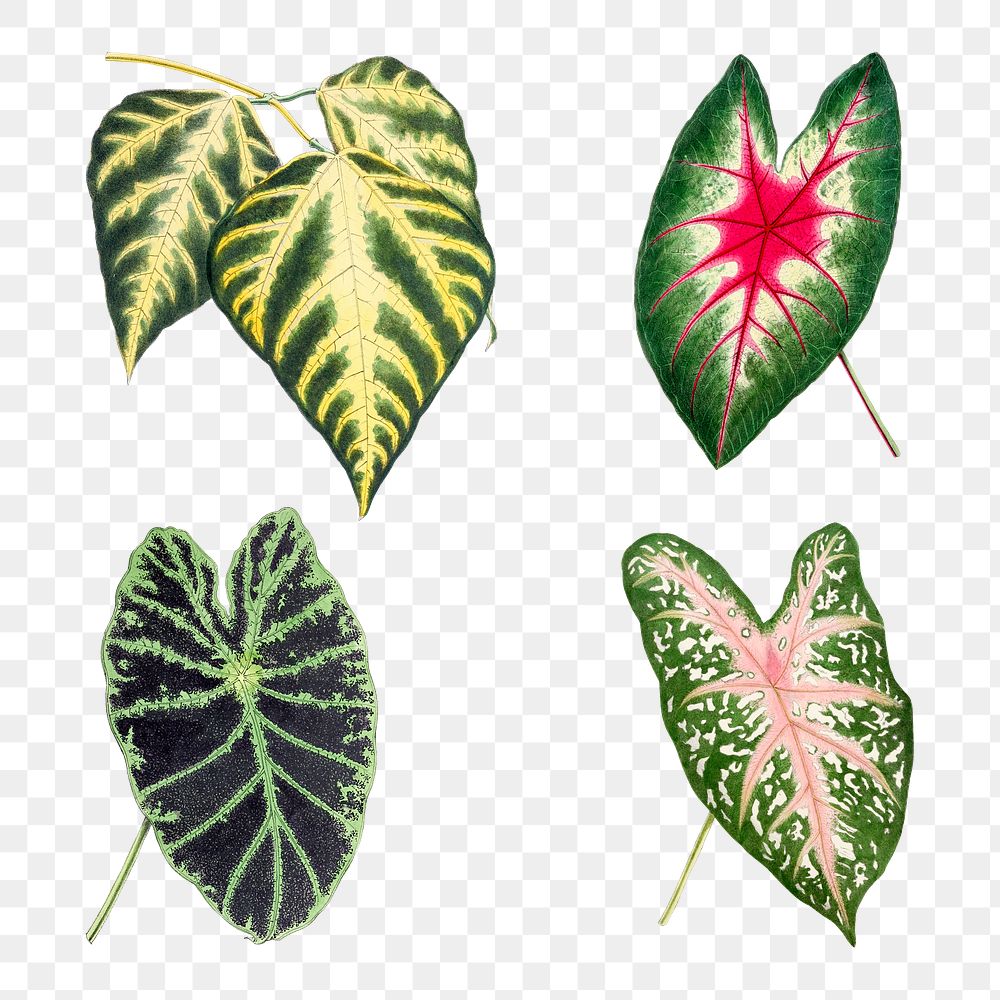 Hand drawn caladium bicolor leaf design element set