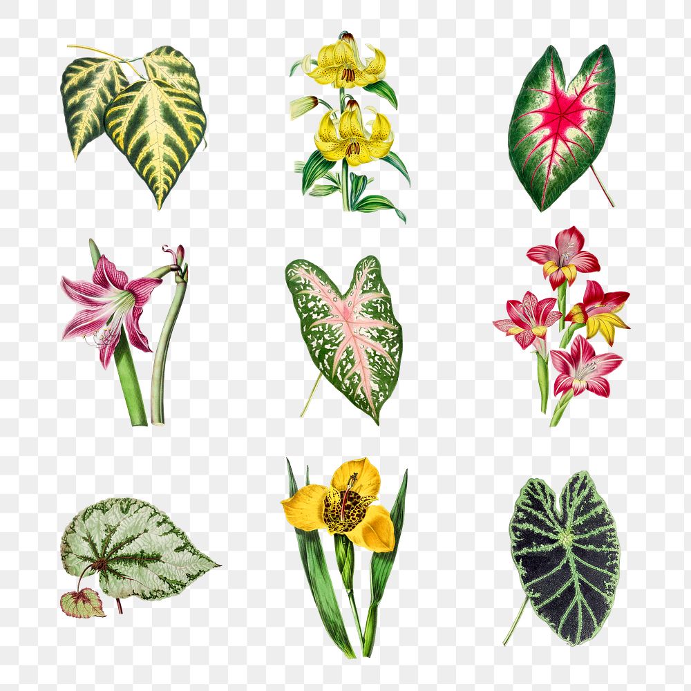 Vintagetropical plant design element set