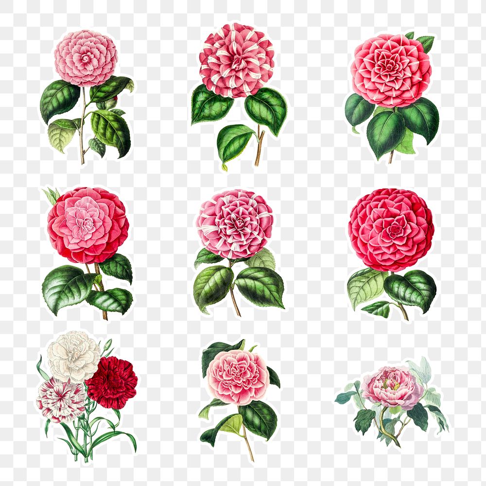 Vintage camellia flower sticker with a white border design element set