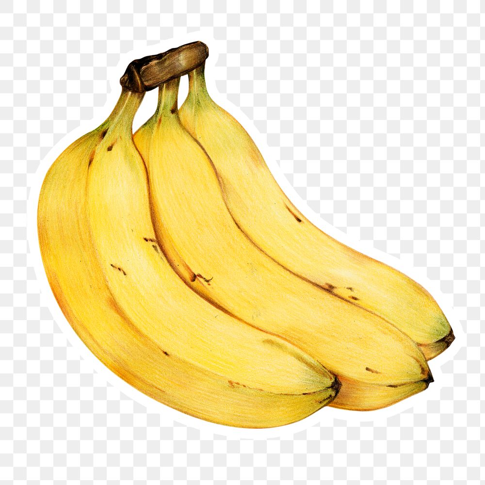 Vintage yellow banana sticker png botanical illustration