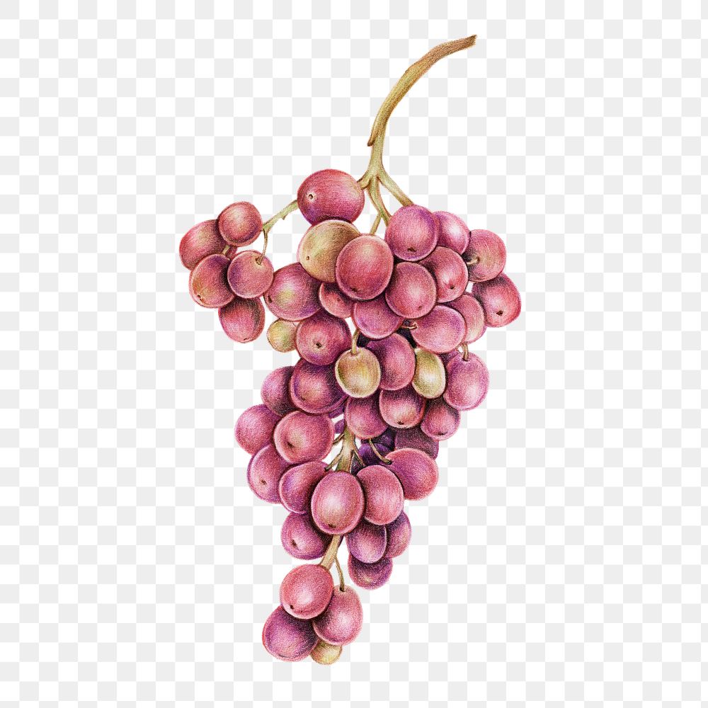 Vintage purple grape sticker png botanical illustration