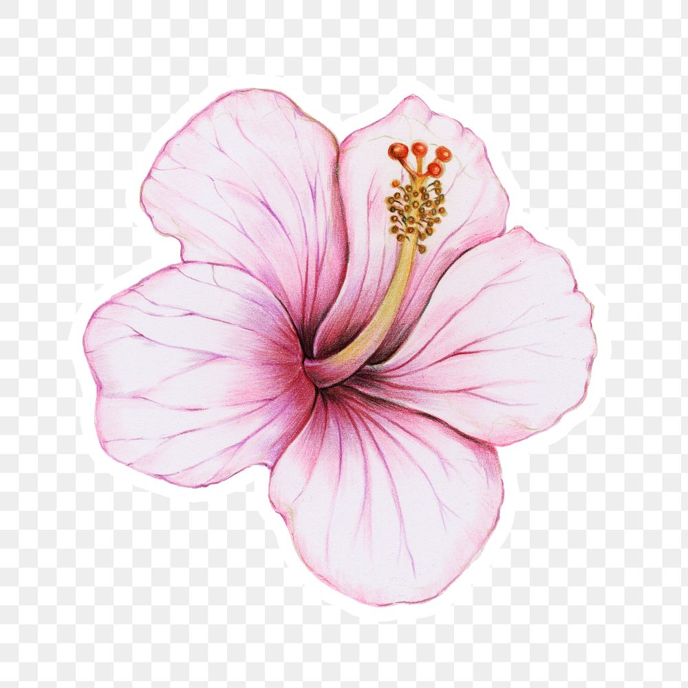 Blooming pink hibiscus png illustrated sticker