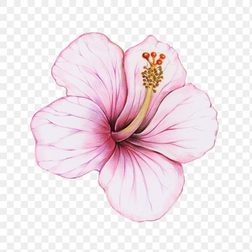 Vintage pink hibiscus png illustrated sticker