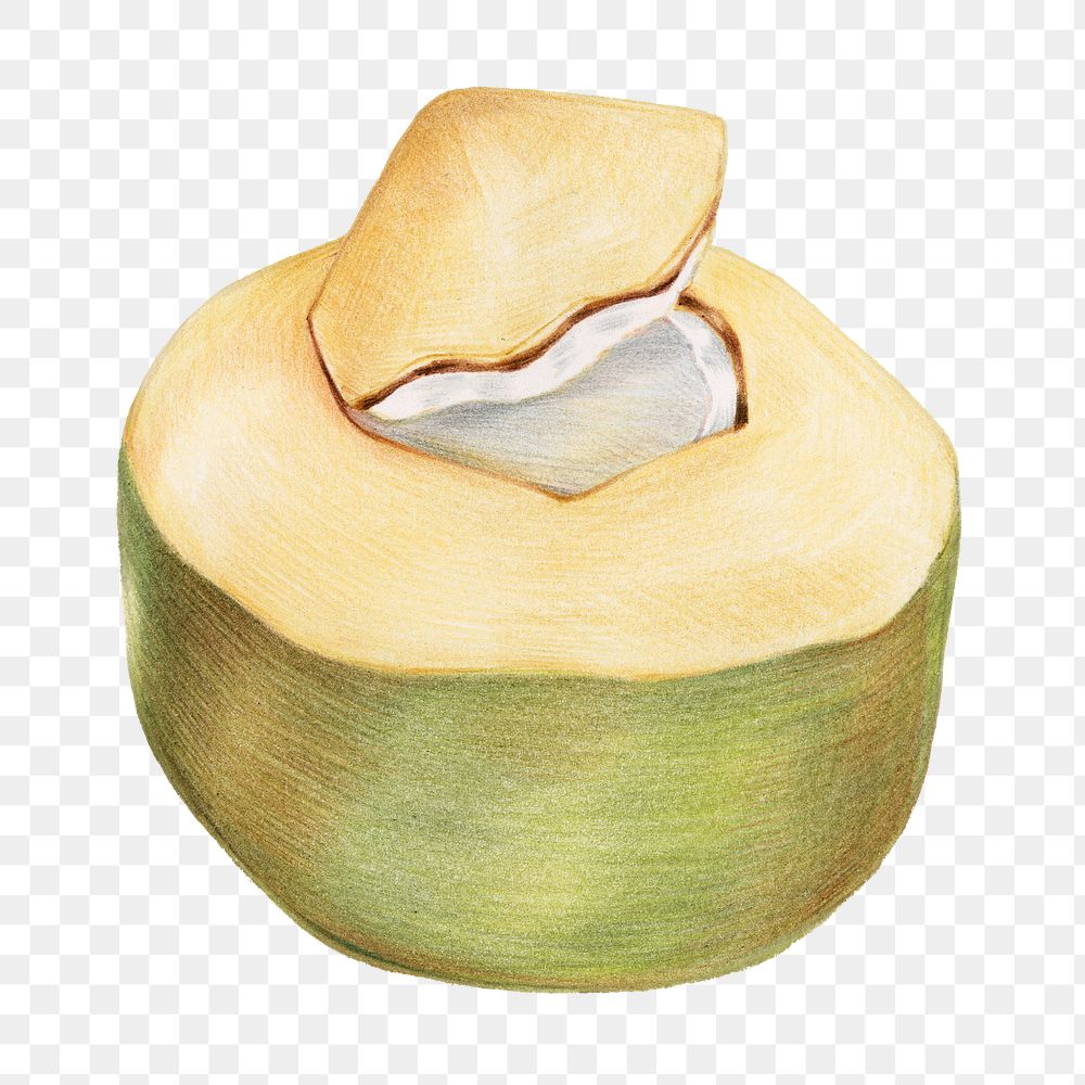 Fresh coconut illustration png food drawing