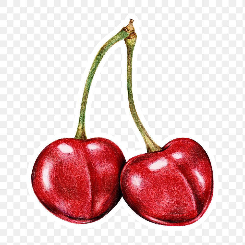 Fresh cherries illustration png food drawing