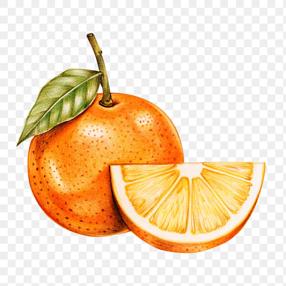 Orange fruit illustration png organic food hand drawn